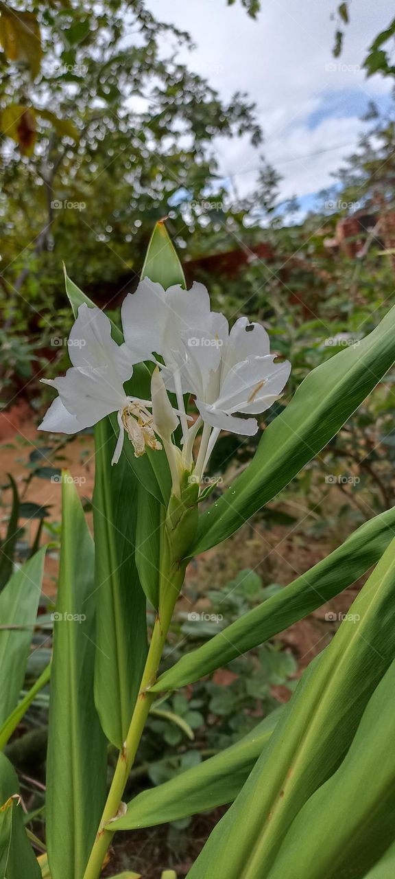 white lily of the valley or lily of peace