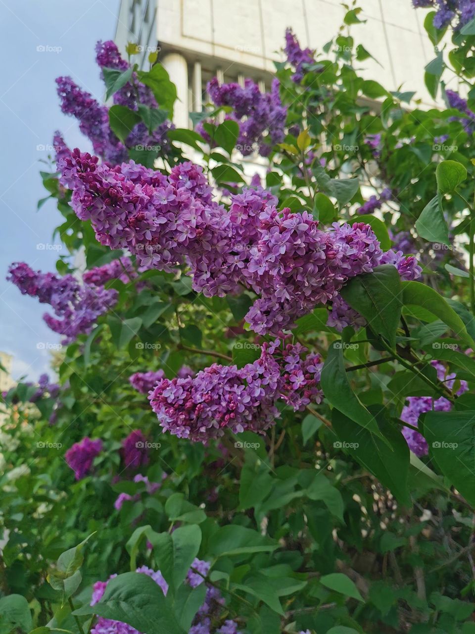 Lilac in the park