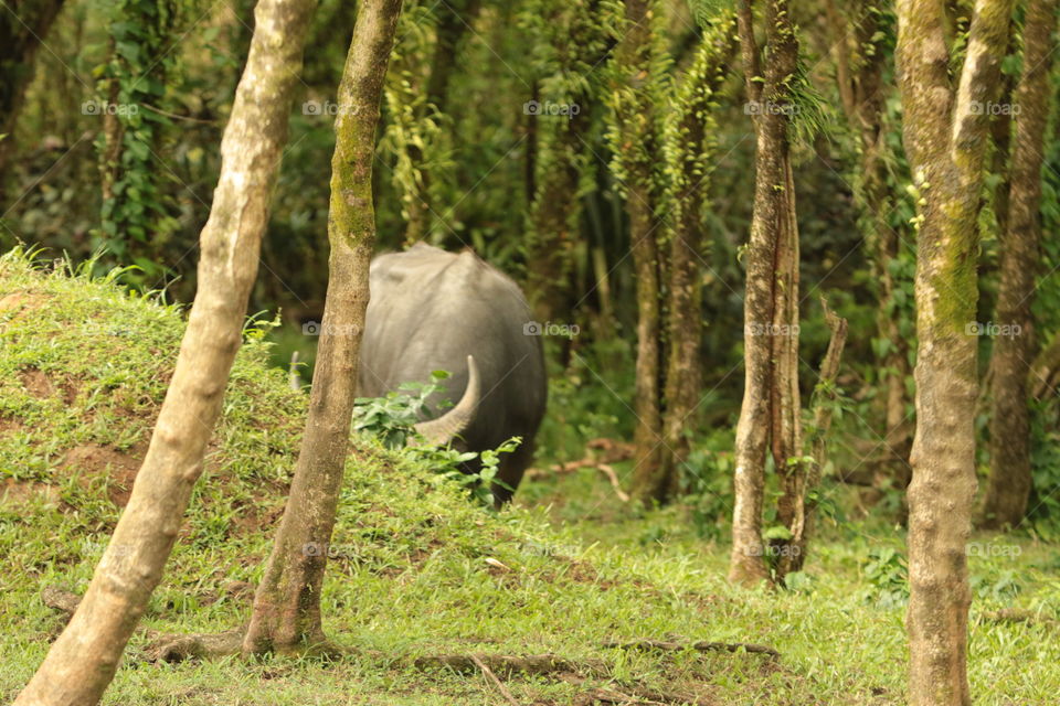 Carabao