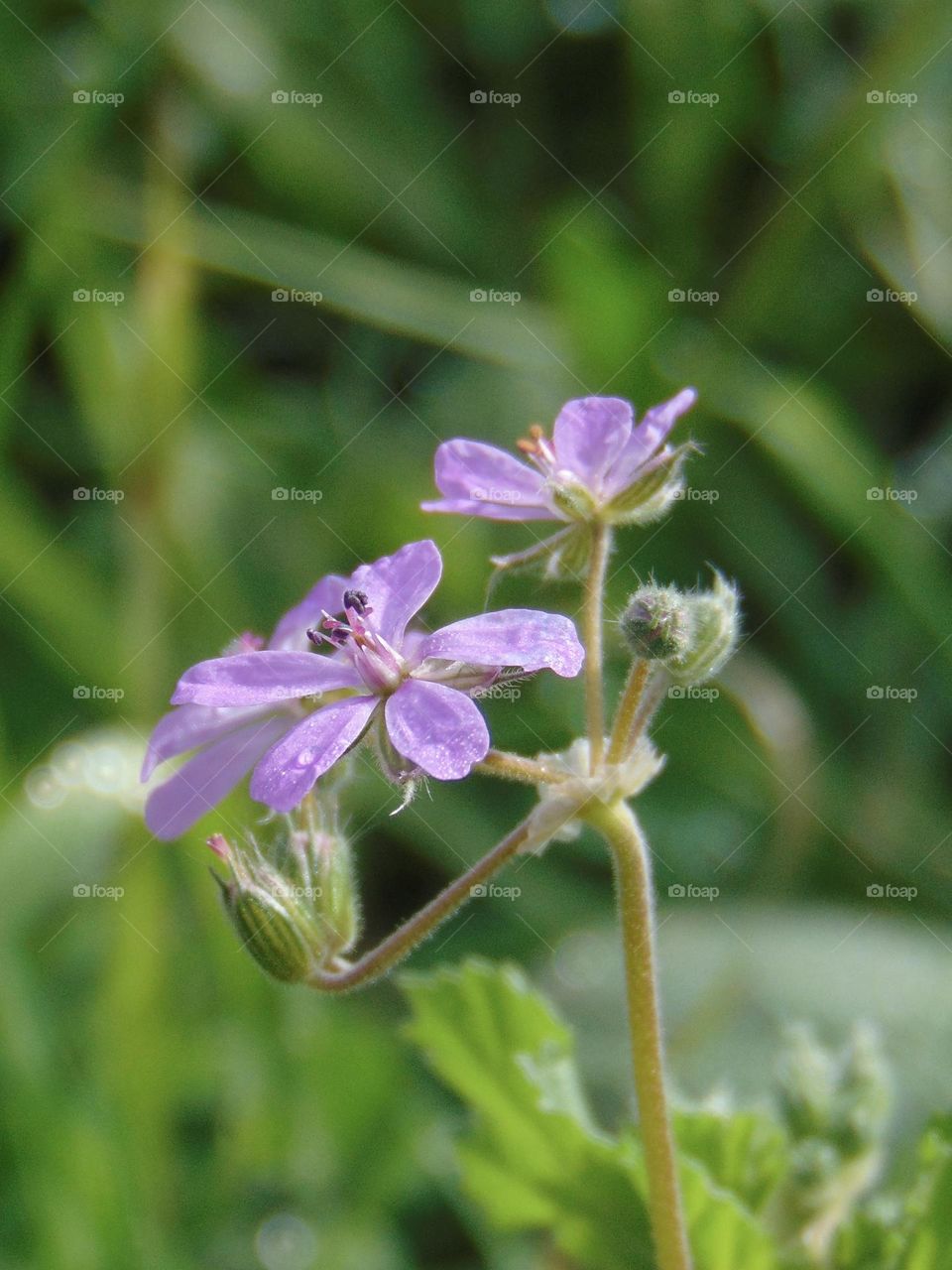 Closeup of tiny wild flowers
