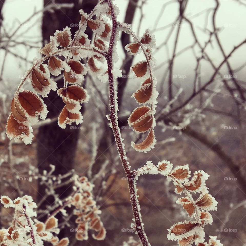 Frosted Leaves