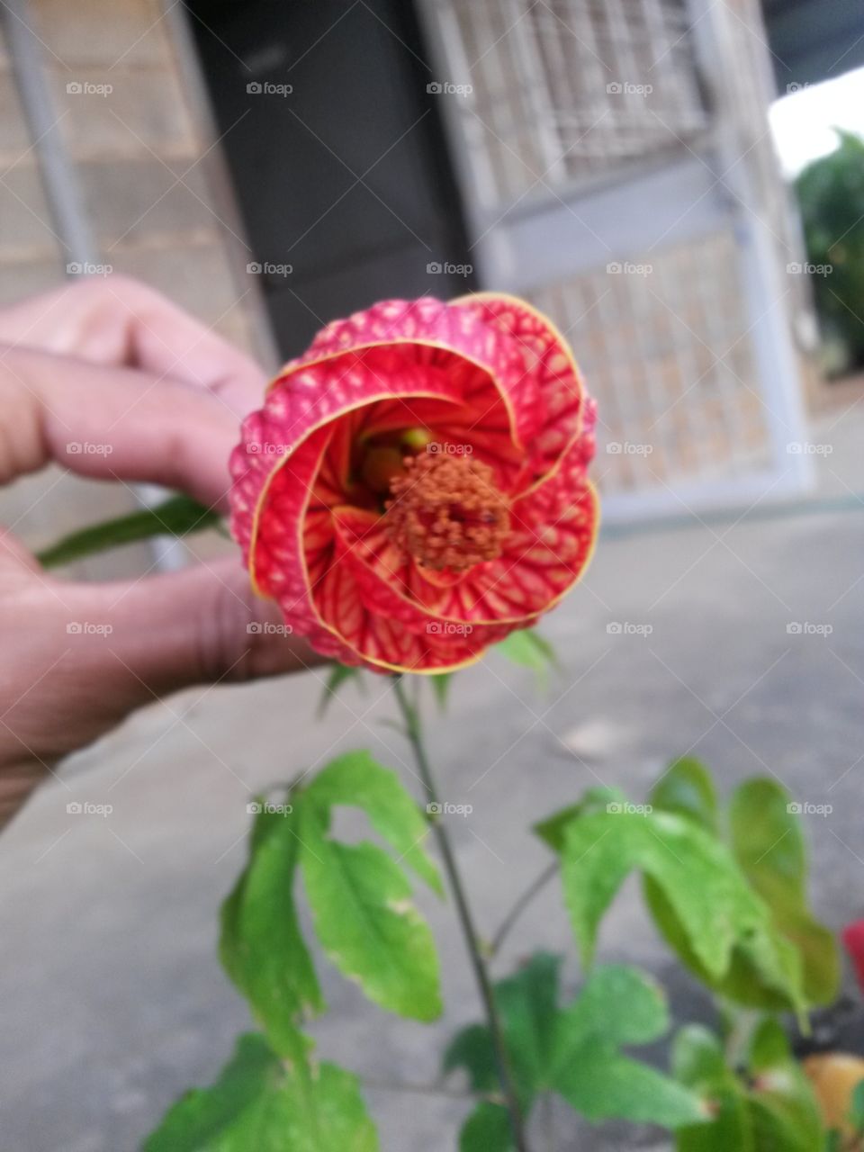 My mom's Chinese flower.