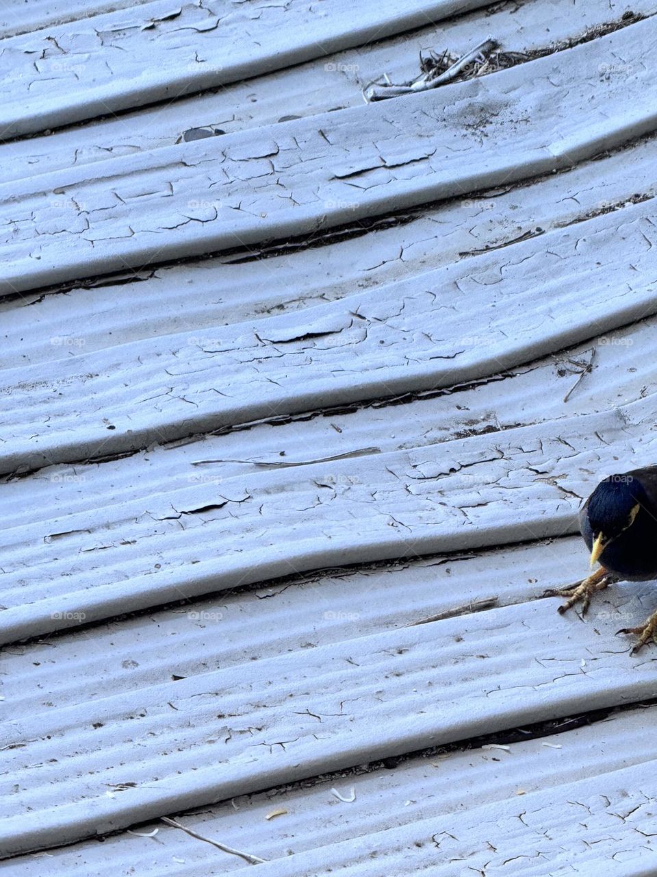 Common myna bird introduced to Hawaii via India in the 1800s to collect army worms, piha’ ekelo (full of voice) or manu ‘ aipilau (trash-eating bird), on painted metal awning dining on shredded cheese