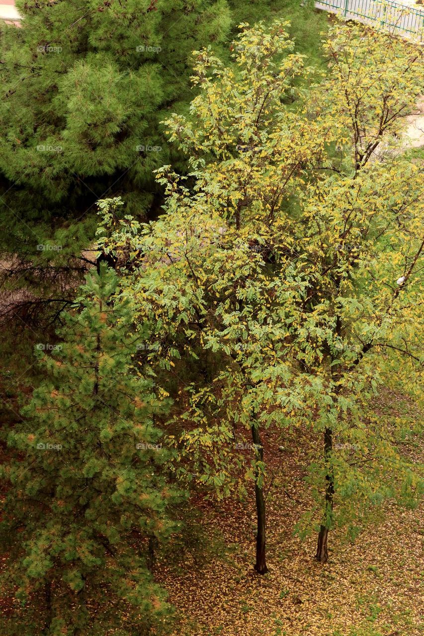 Tree tops and first yellowed leaves at autumn