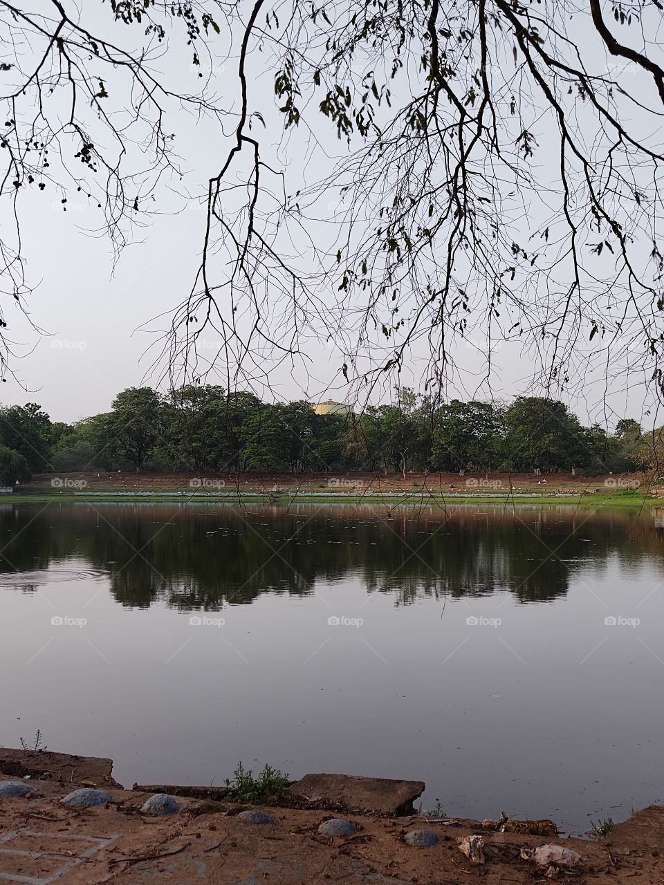 Very beautiful sight🤩📸trees 🌳🌳🌳🌳water💦