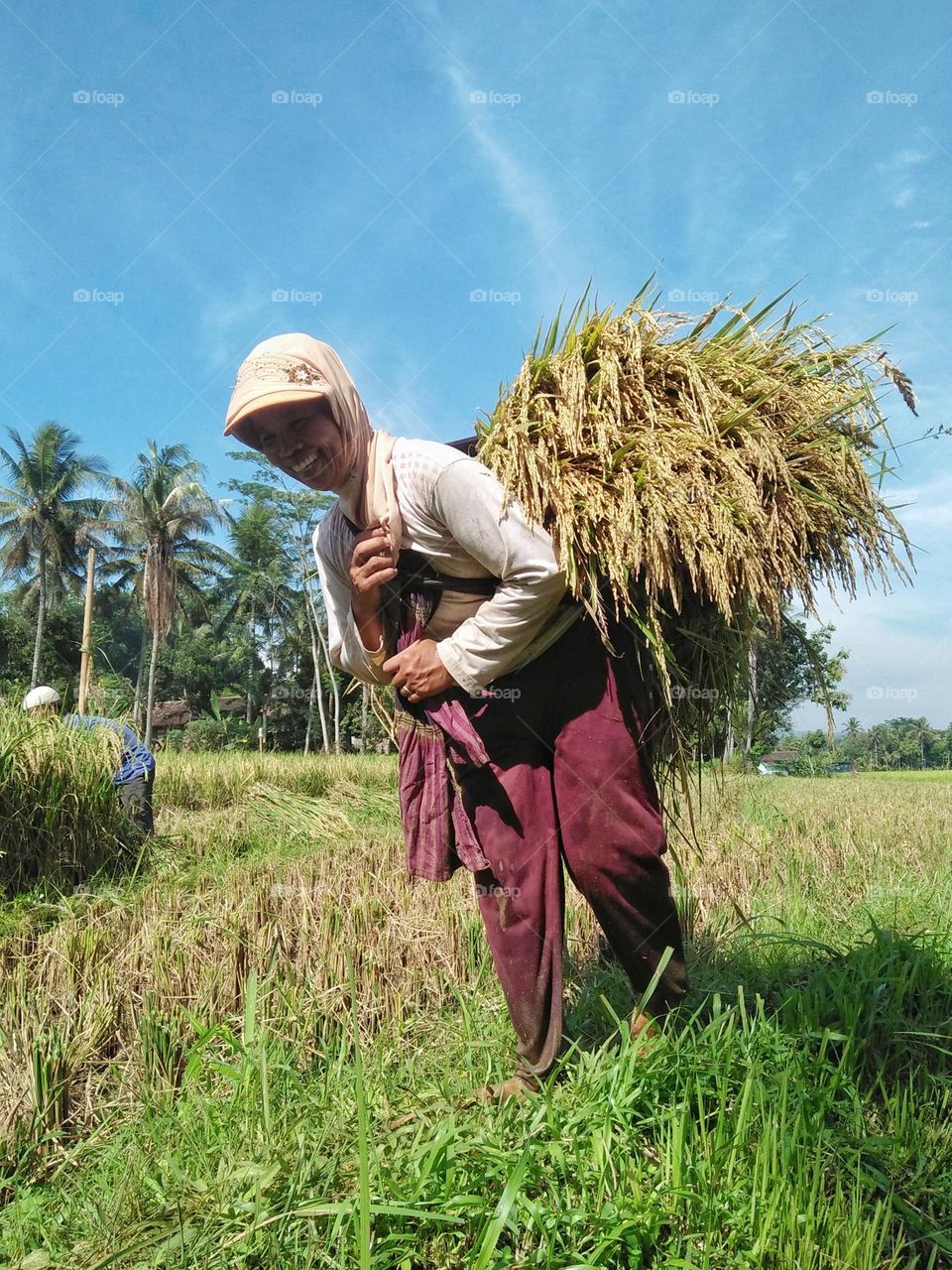 Farmers are transporting their crops from the planting field.