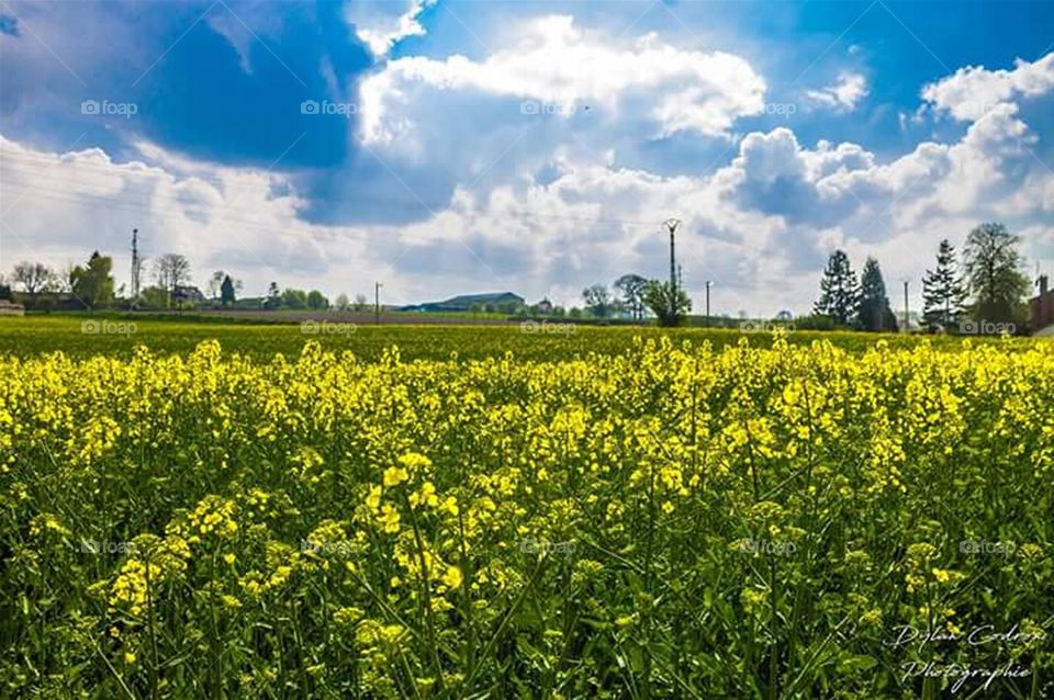 Champs jaune.