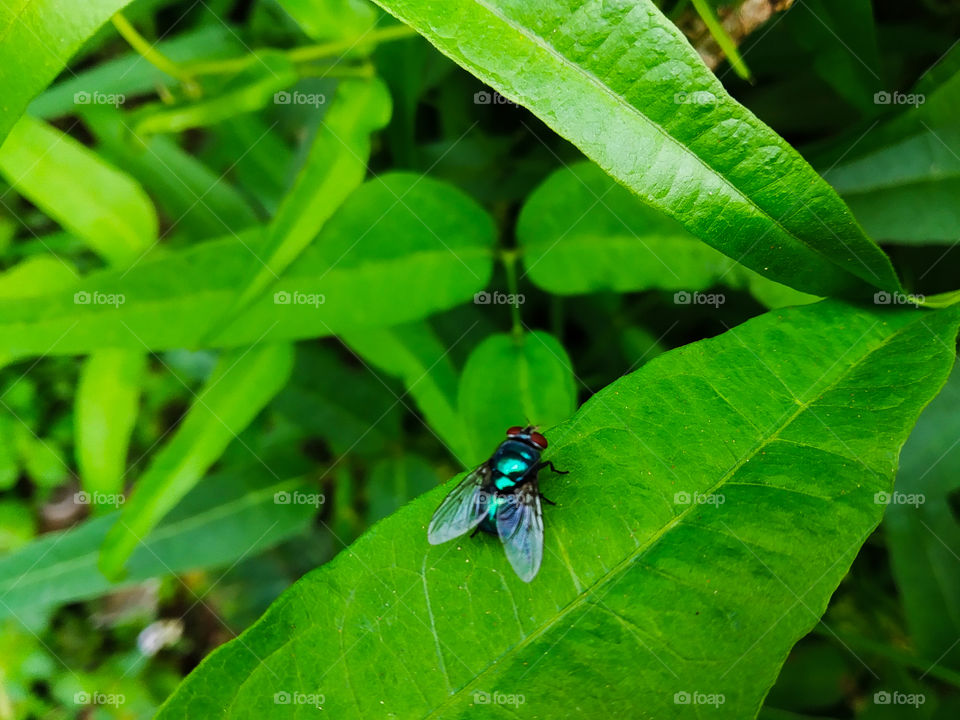natural insect on leaf