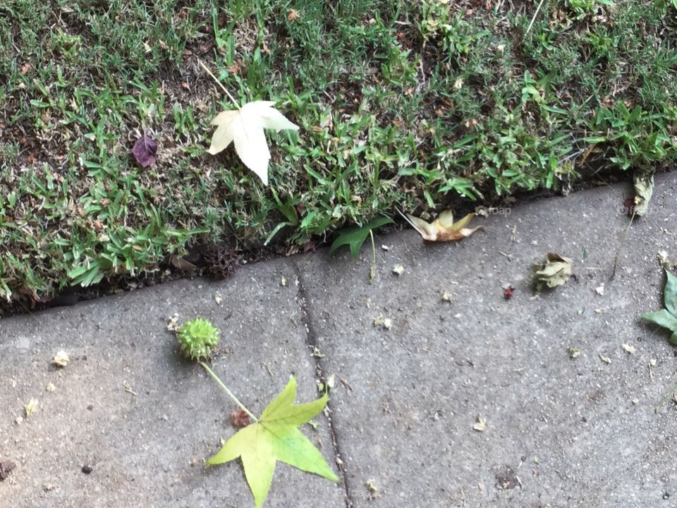 A composition of the grass meeting the sidewalk with a few leaves and other objects laying in the ground. 