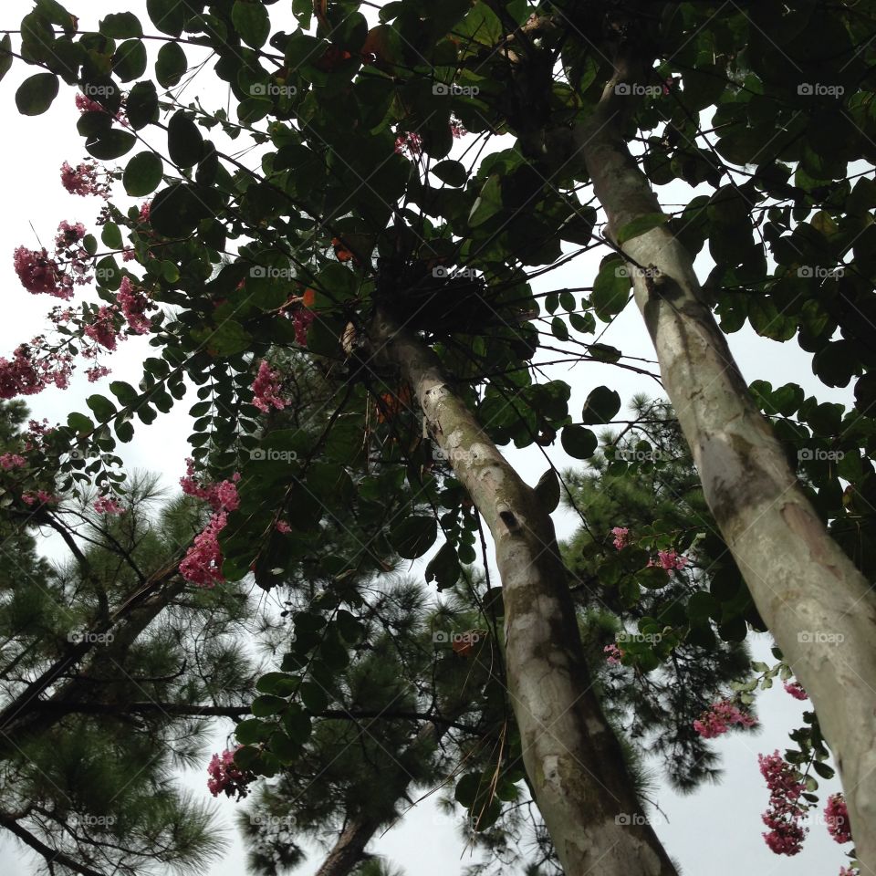 Crepe myrtle tree