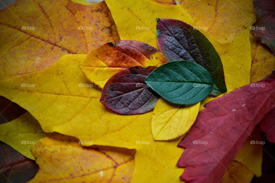 autumn leaves, love colours