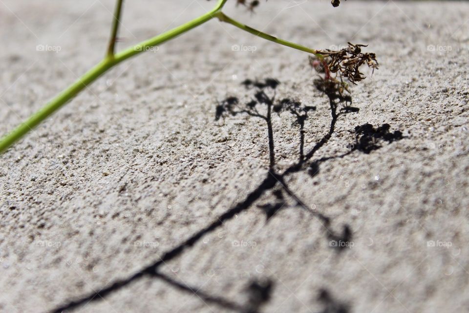 Shadow of a plant