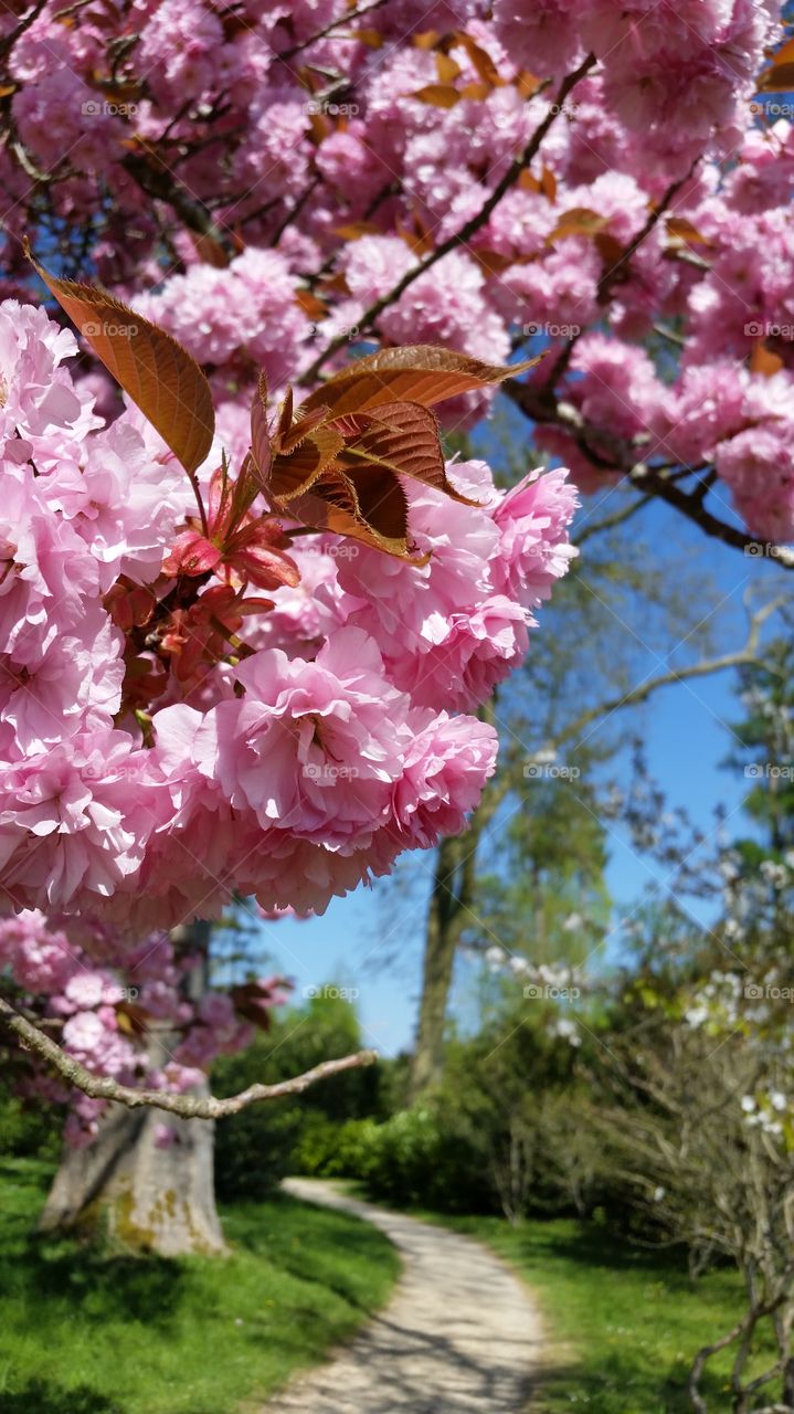 Pink flowers