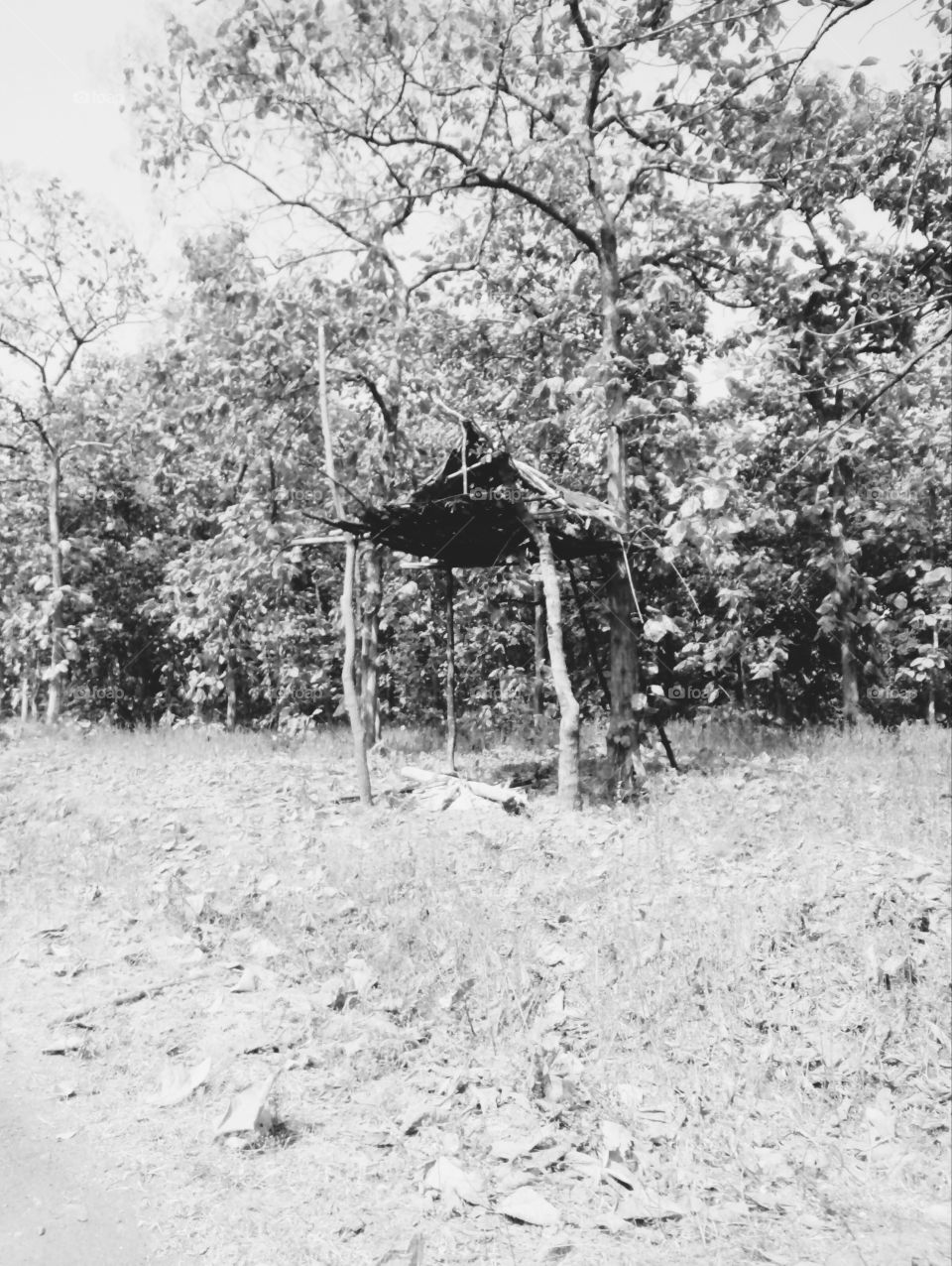 Photographs of scaffolding, high huts for guarding the farm, photos of the huts in the farm for the protection of the crop and self, beautiful photos of the scaffolding, high scaffolding for the forest guard, photos of the Indian scaffolding