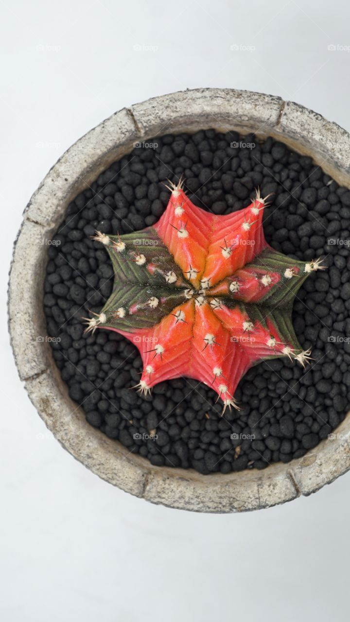 gymnocalycium multicolor