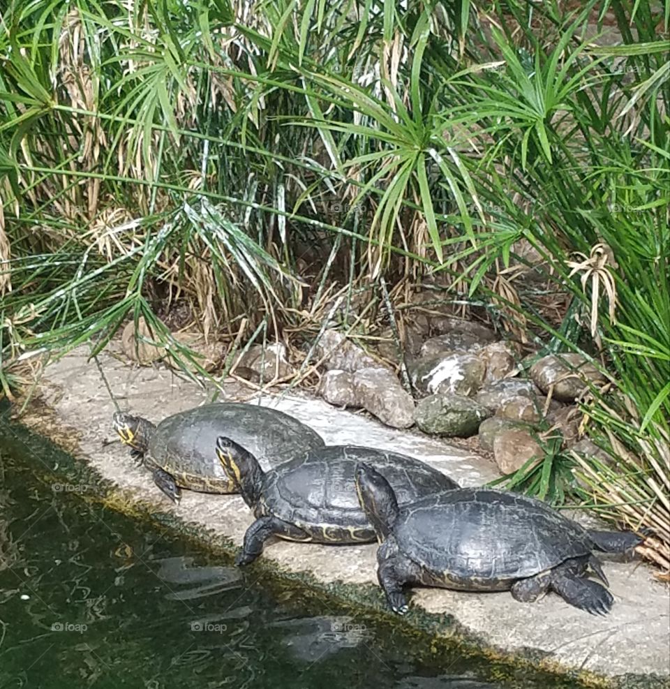 Three Turtles In the sun