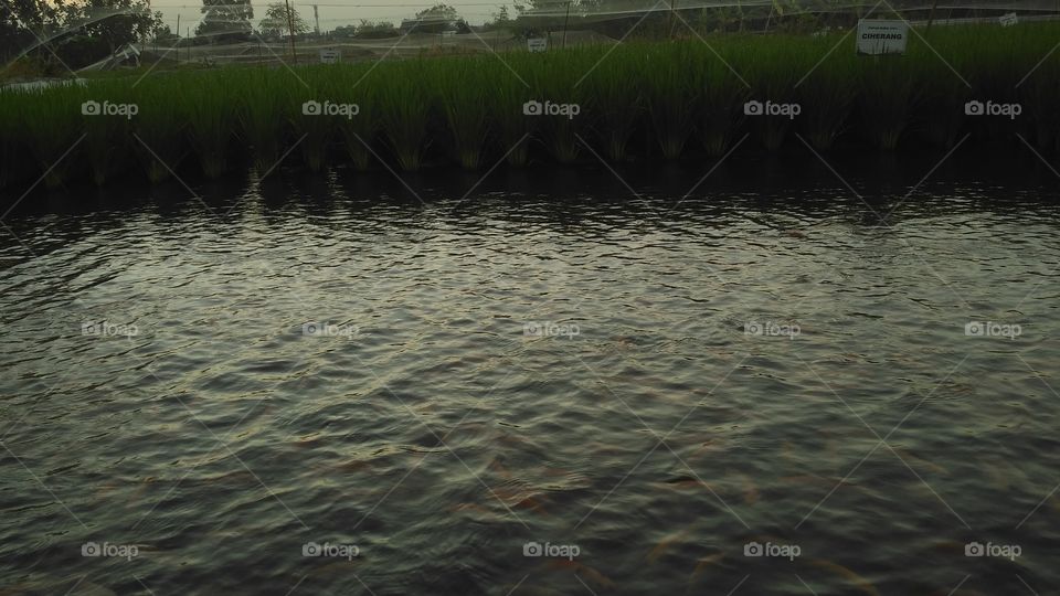 Water, River, Reflection, No Person, Lake