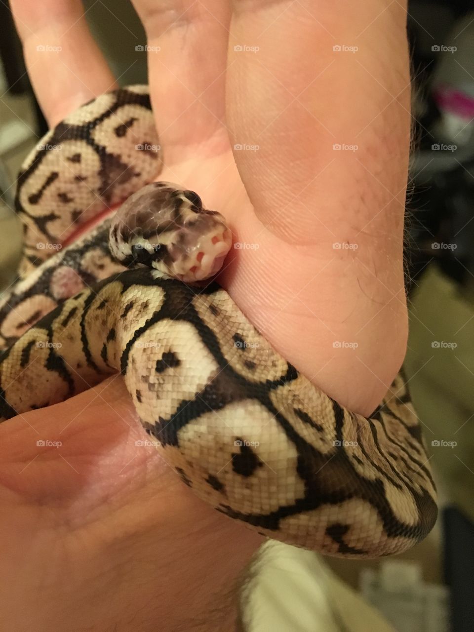 A baby ball python named Goose!