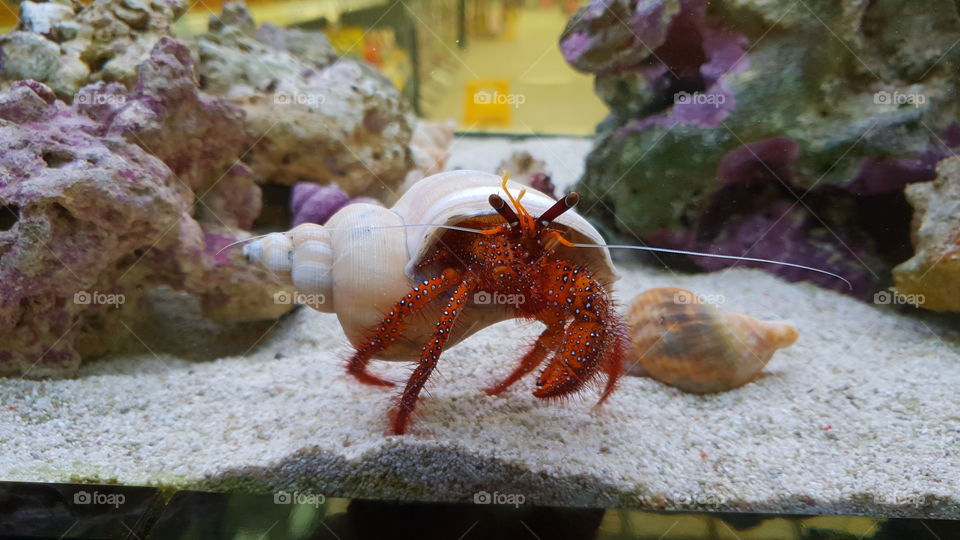 Hermit Crab