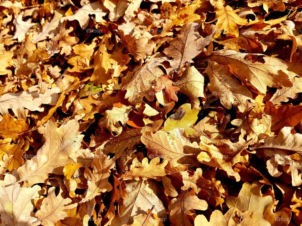 Fallen leaves