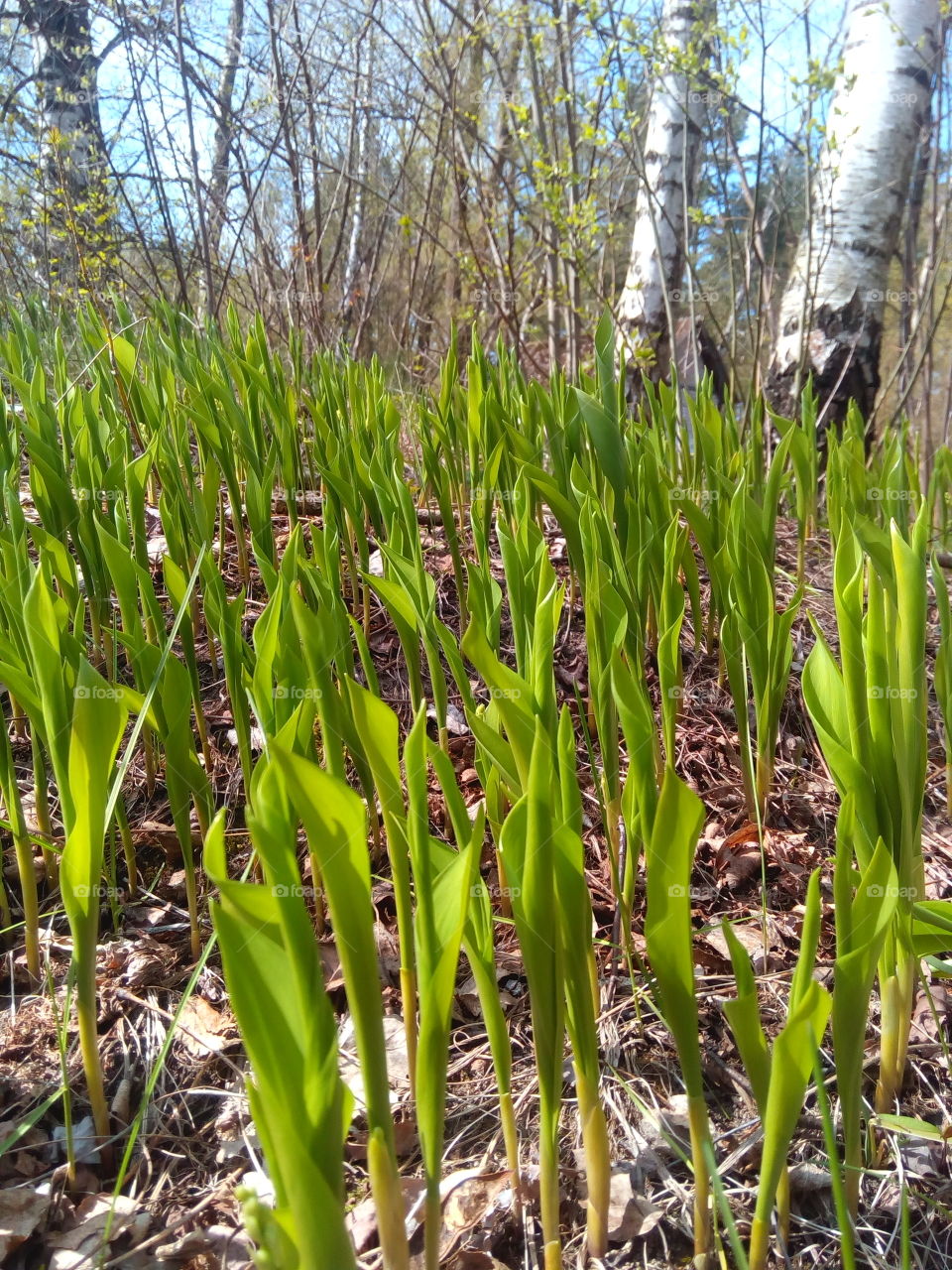 Spring Verdure