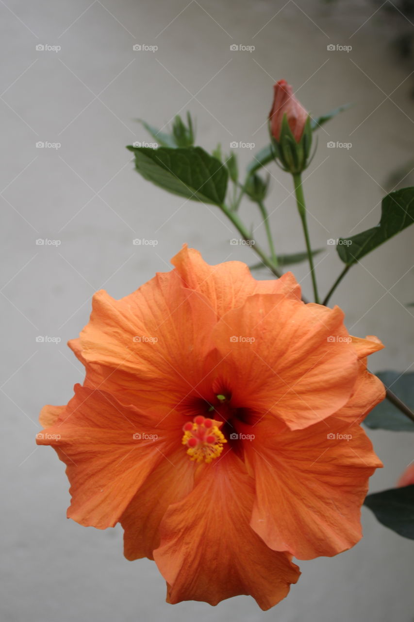 hibiscus orange flower