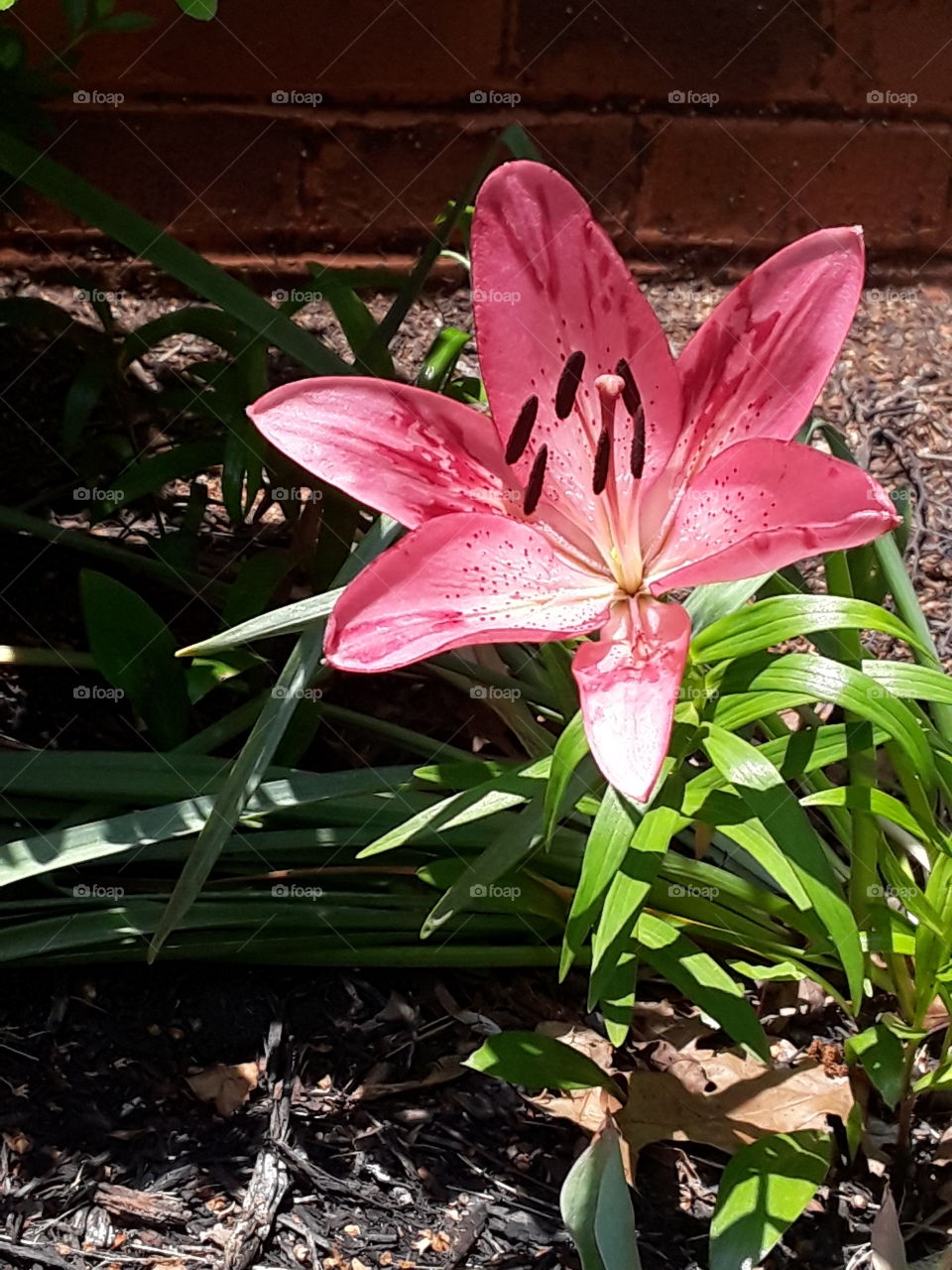 Beautiful ombre styled pink Lily flower, which would also be great for stock photo companies or someone who loves nature.