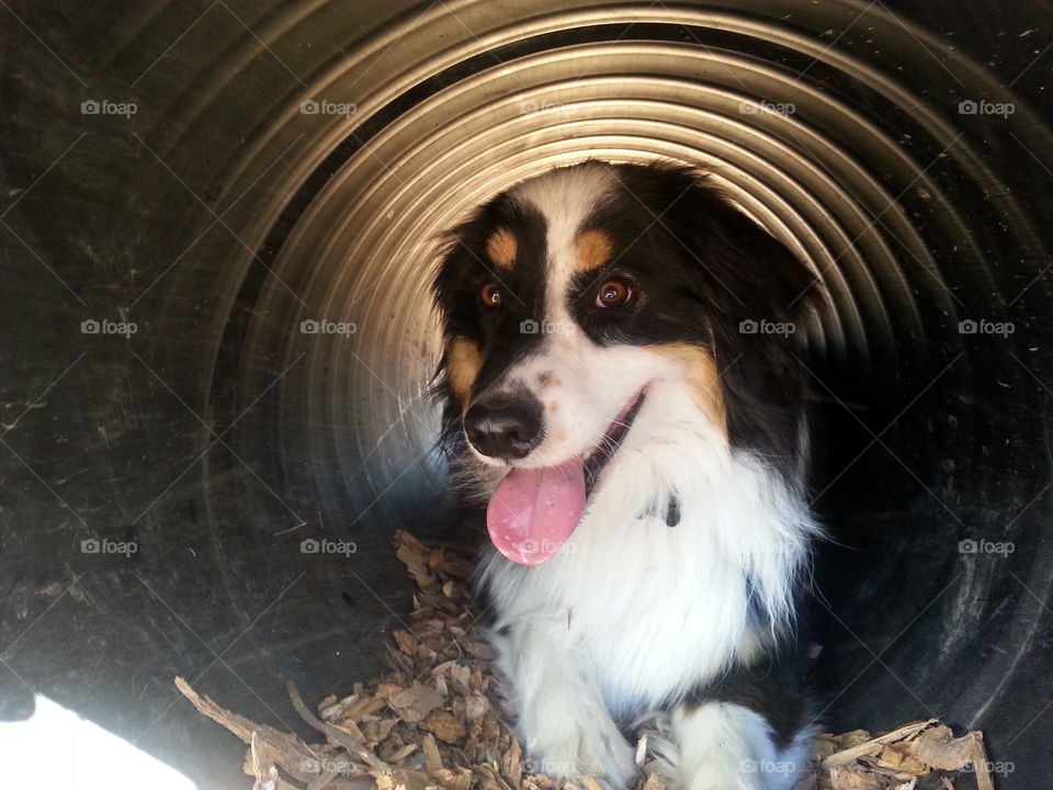 Happy Dog in a Tunnel. This Australian cattle dog really liked to hang out in the tunnel at the dog park. Photo was taken in Santa Rosa, Ca.