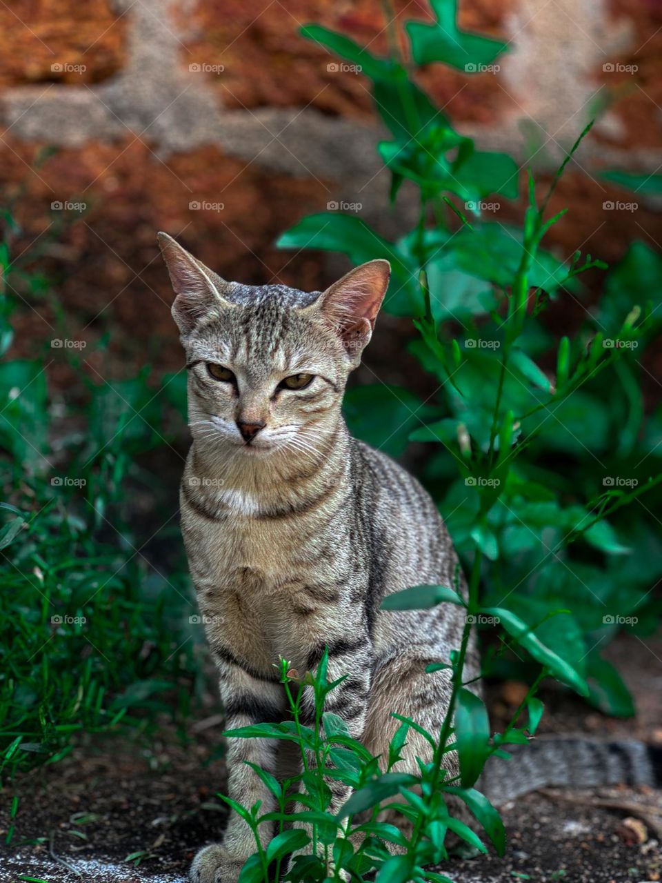 Winter cat