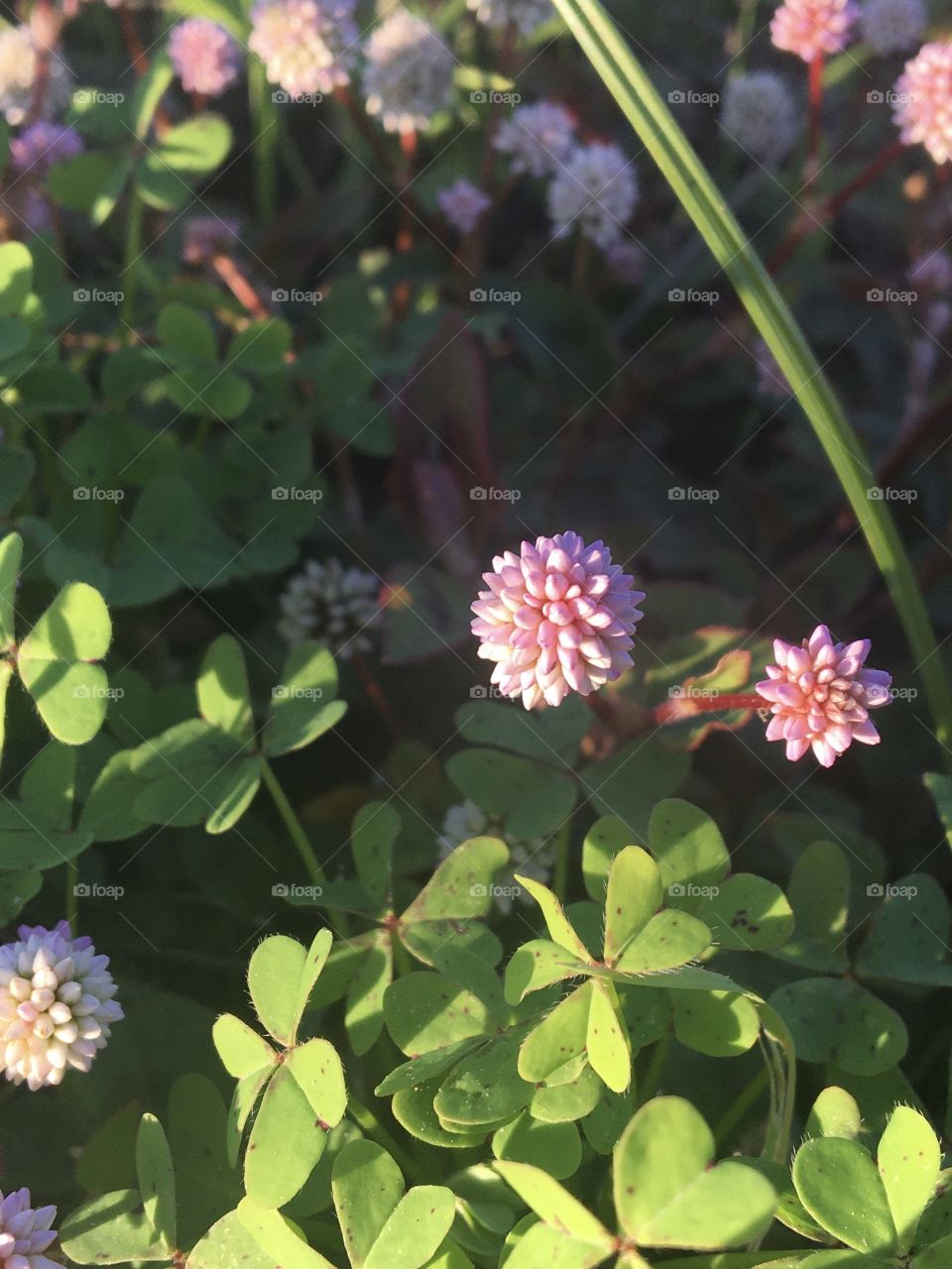 Little pinky flowers among clover