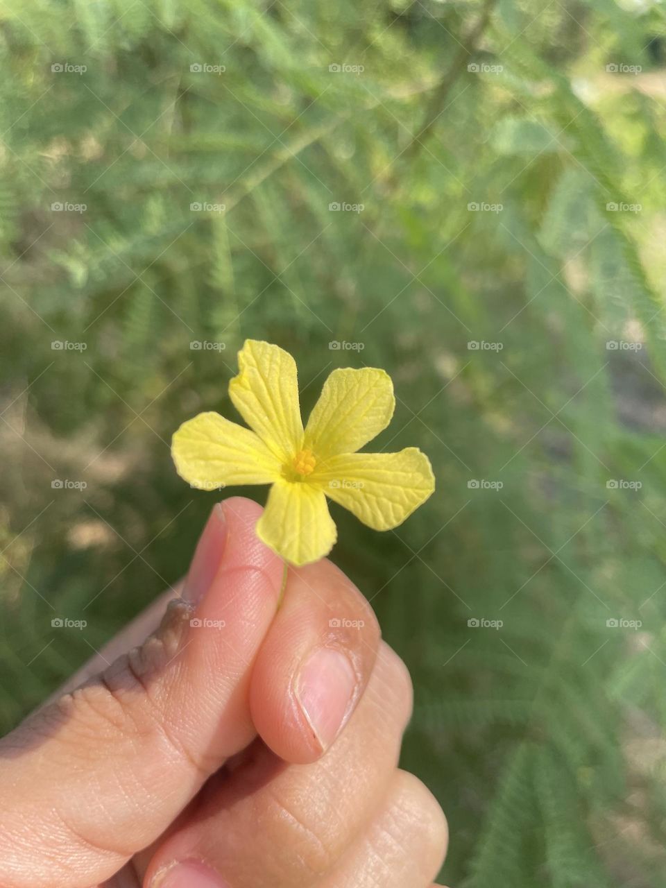 Cute yellow 