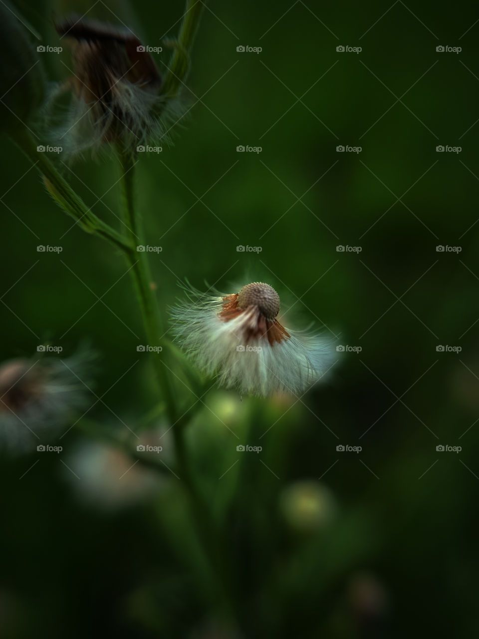 Mobile macro photography