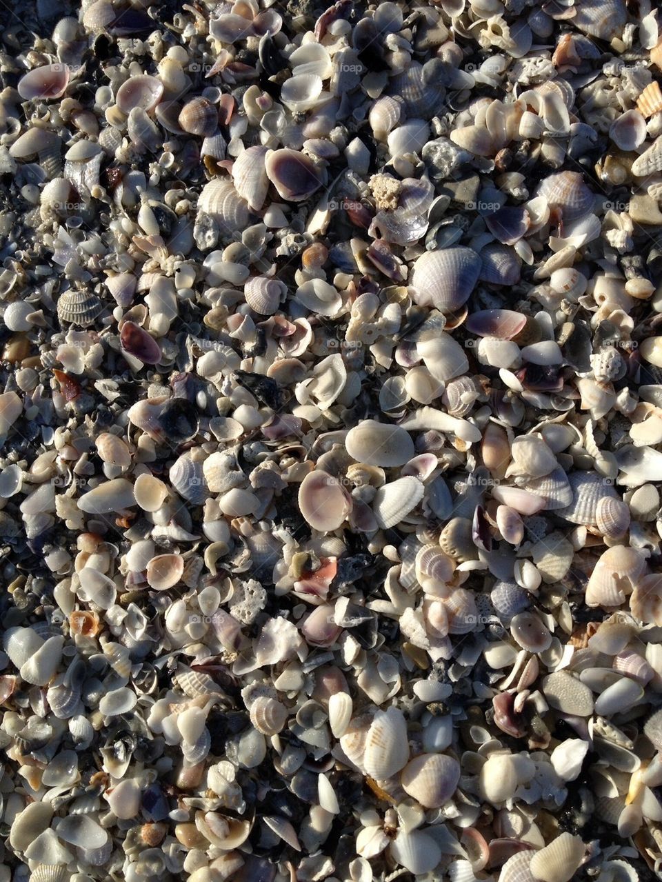 Ft Myers Beach sea shells