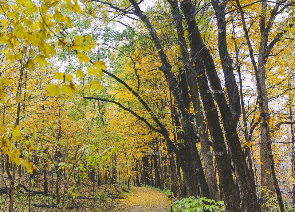 Golden tree leaves in the fall