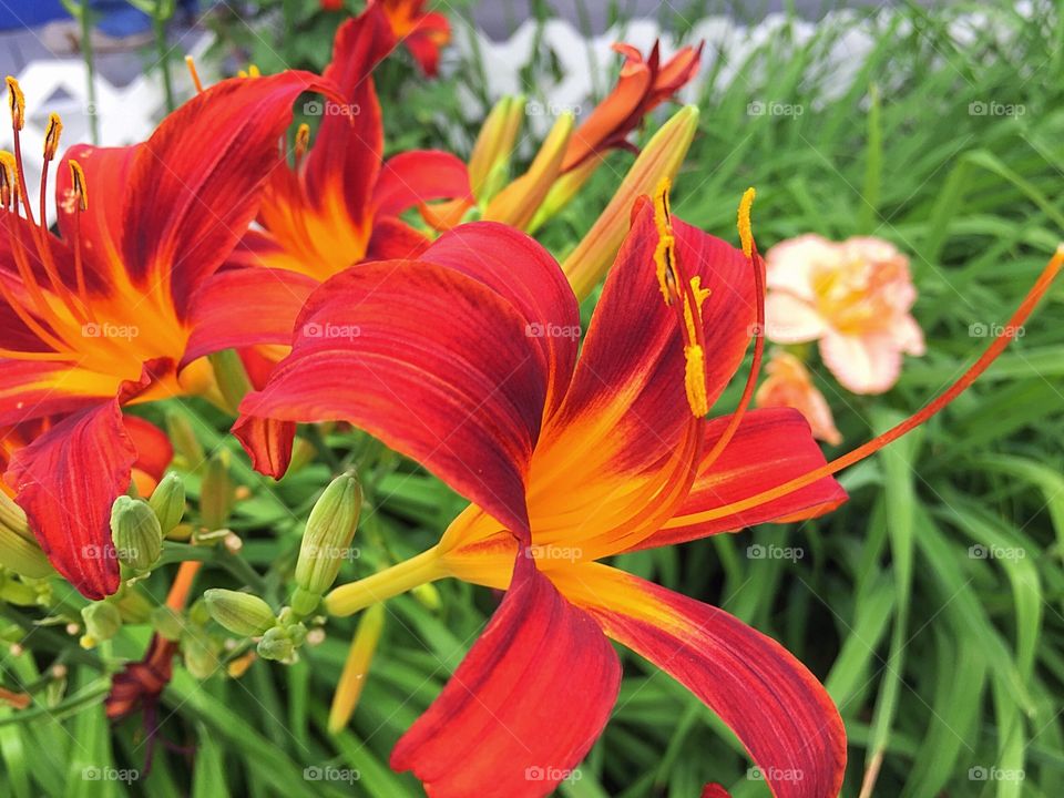 Red lilies 