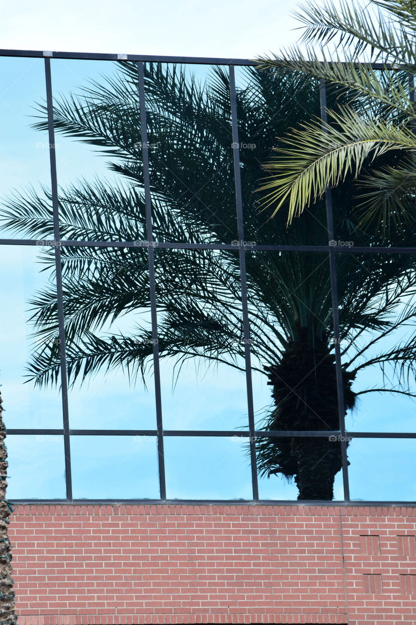 Reflected Palm tree