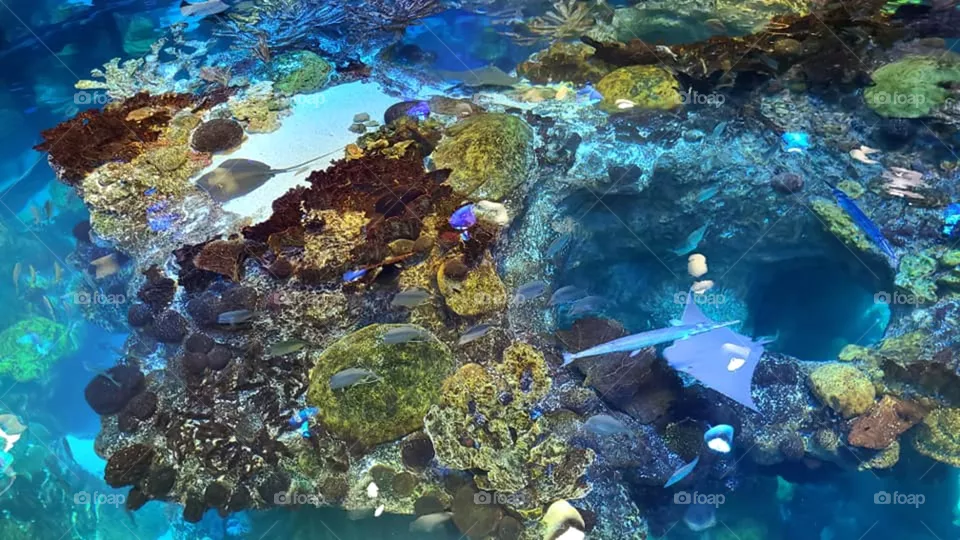 Stingray Swimming Within The Coral
