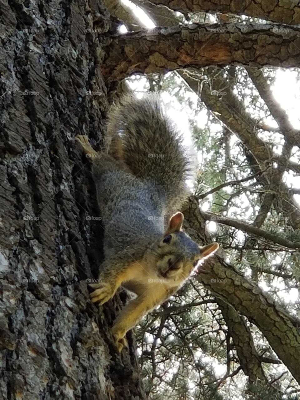 Interested Squirrel
