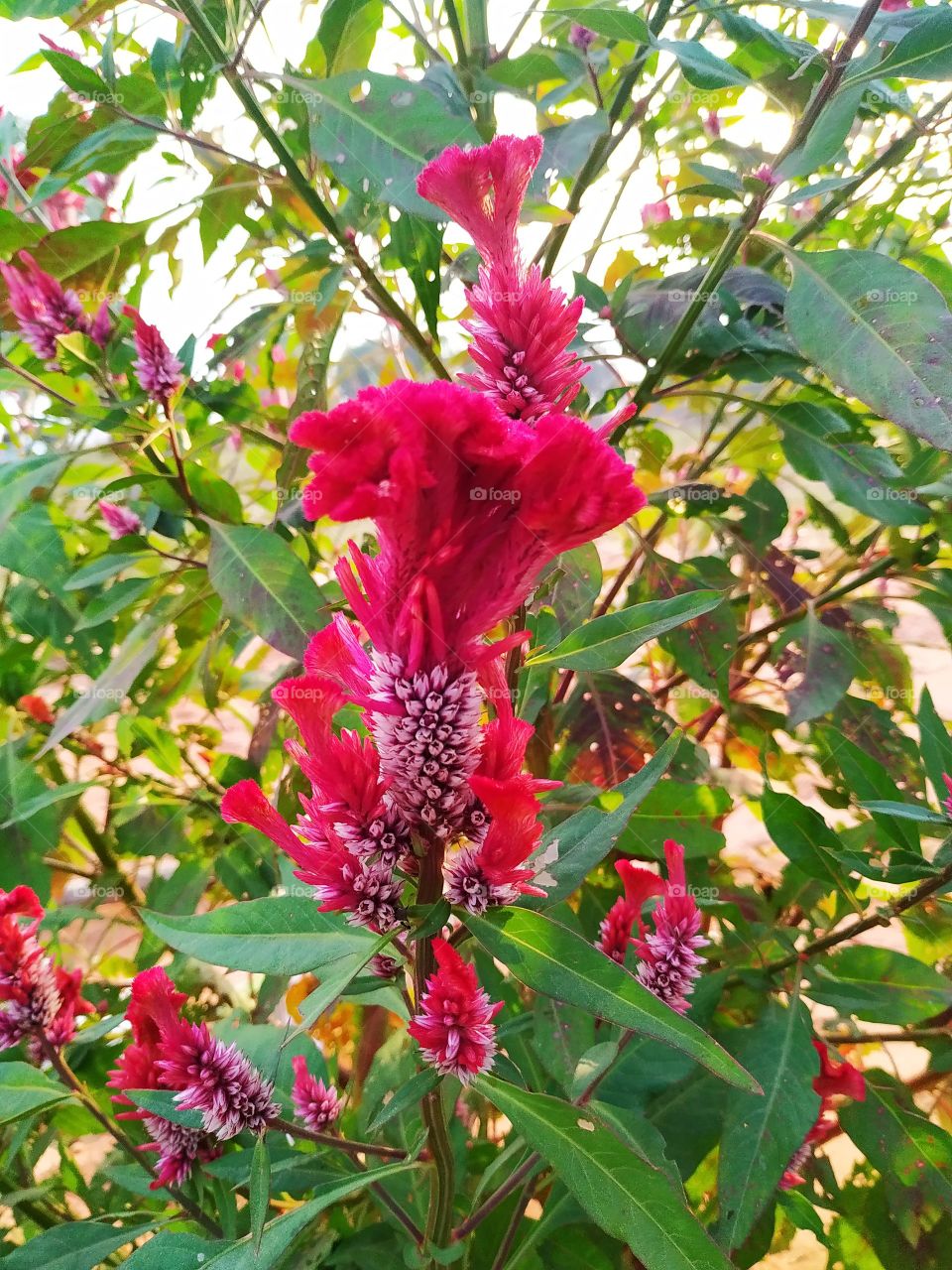 Red flower with tree Rajasthan India