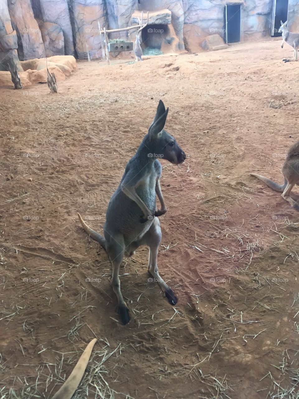 Um canguru no Zoológico/ Aquário do Estado de São Paulo. Que bichinho simpático.