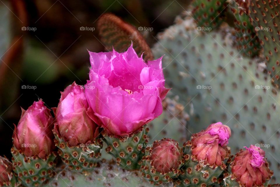Prickly Pear Cactus in Bloom