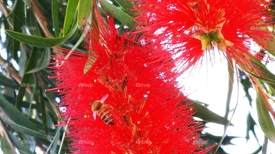 The Bee in the Bottle Brush