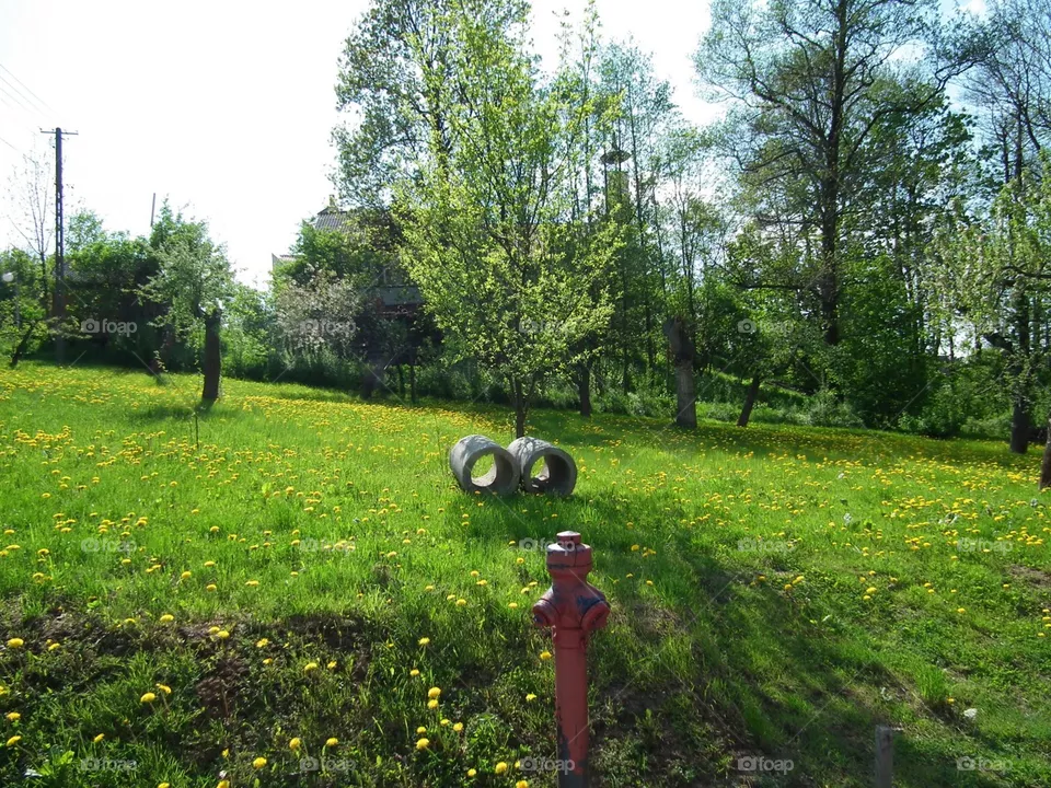 garden