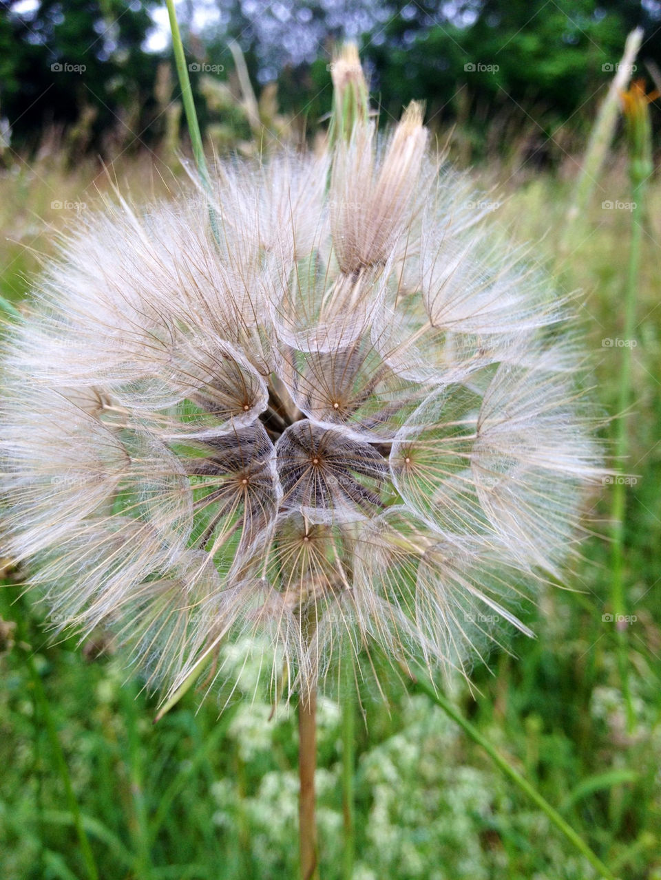 field flower sommar autumn by cabday