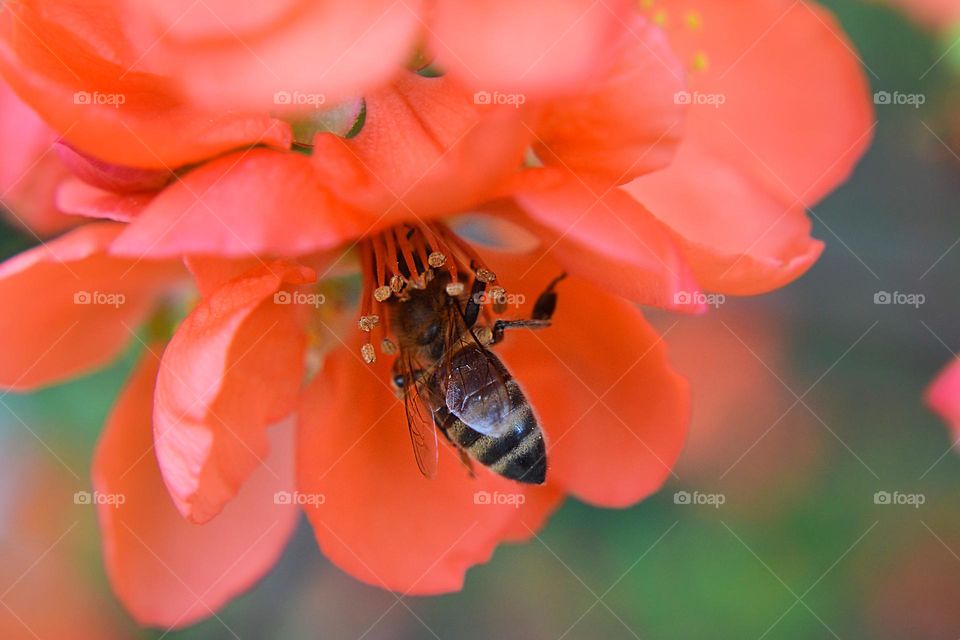 Bee on Flower