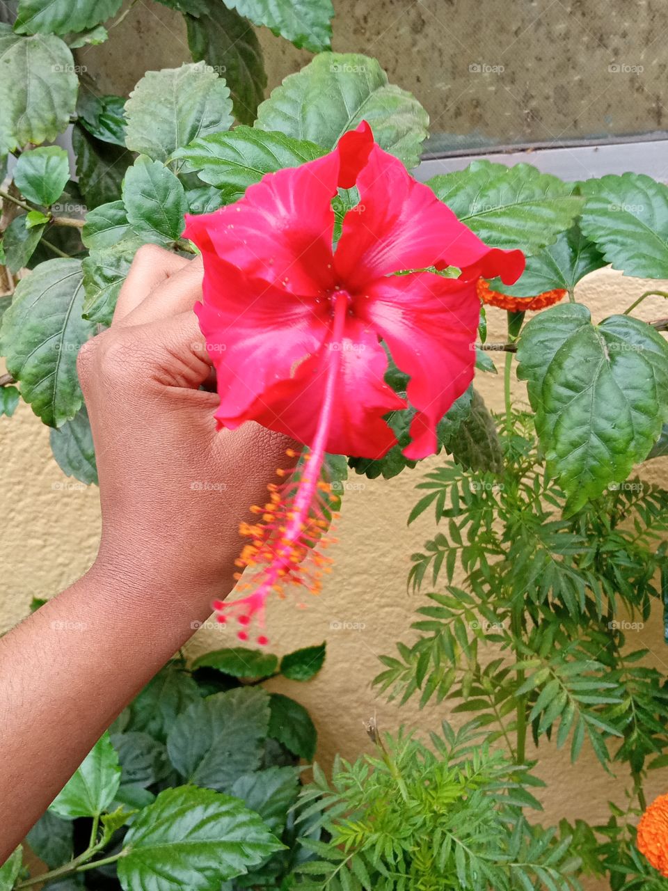 beautiful hibiscus 🌺🌻🌹🌷