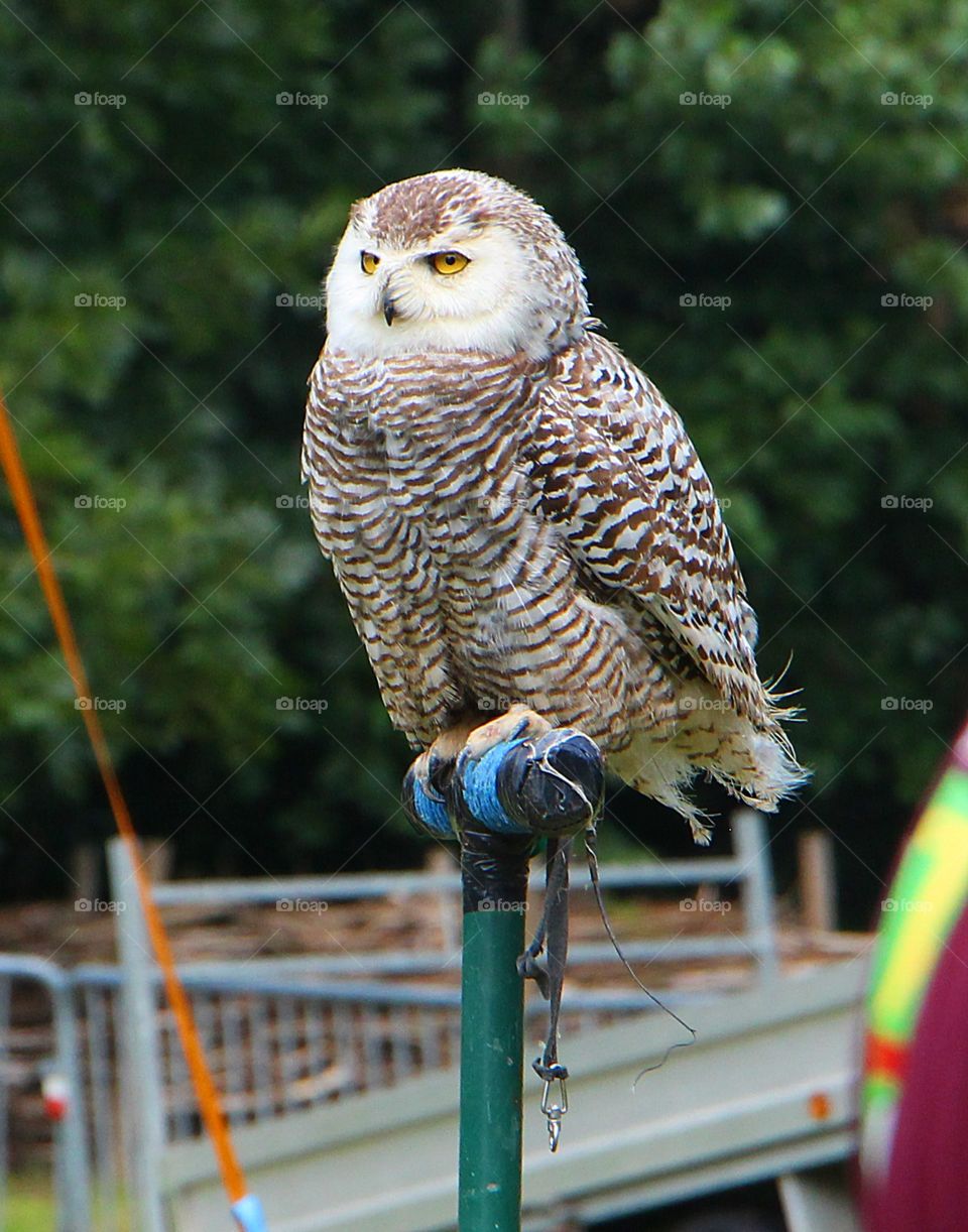 Owl at a local folk festival