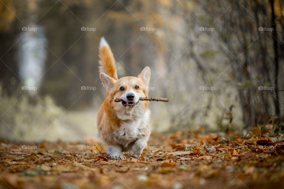 Welsh corgi pembroke in autumn park. 