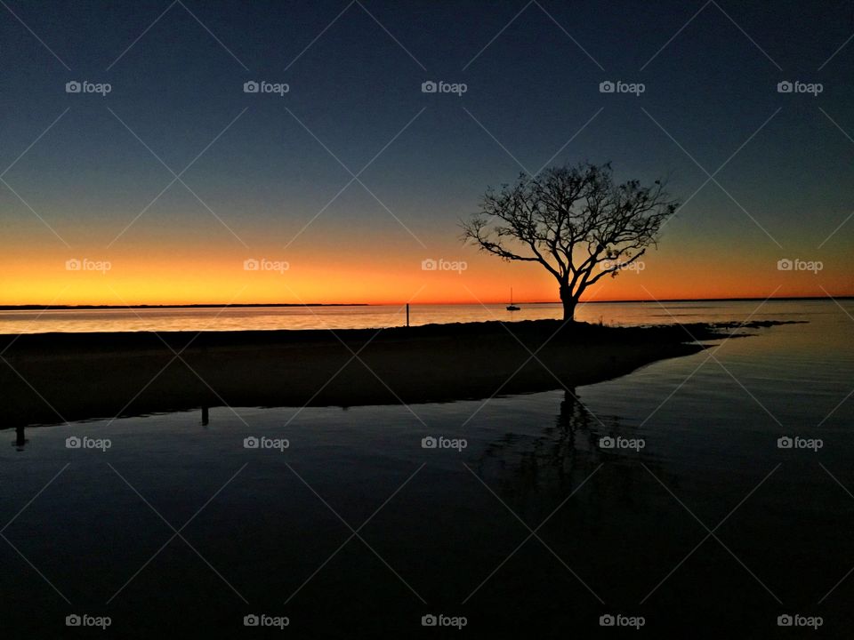 Twenty-twenty - Beautiful sunset over the bay with a fractal tree and a sailboat in the foreground 