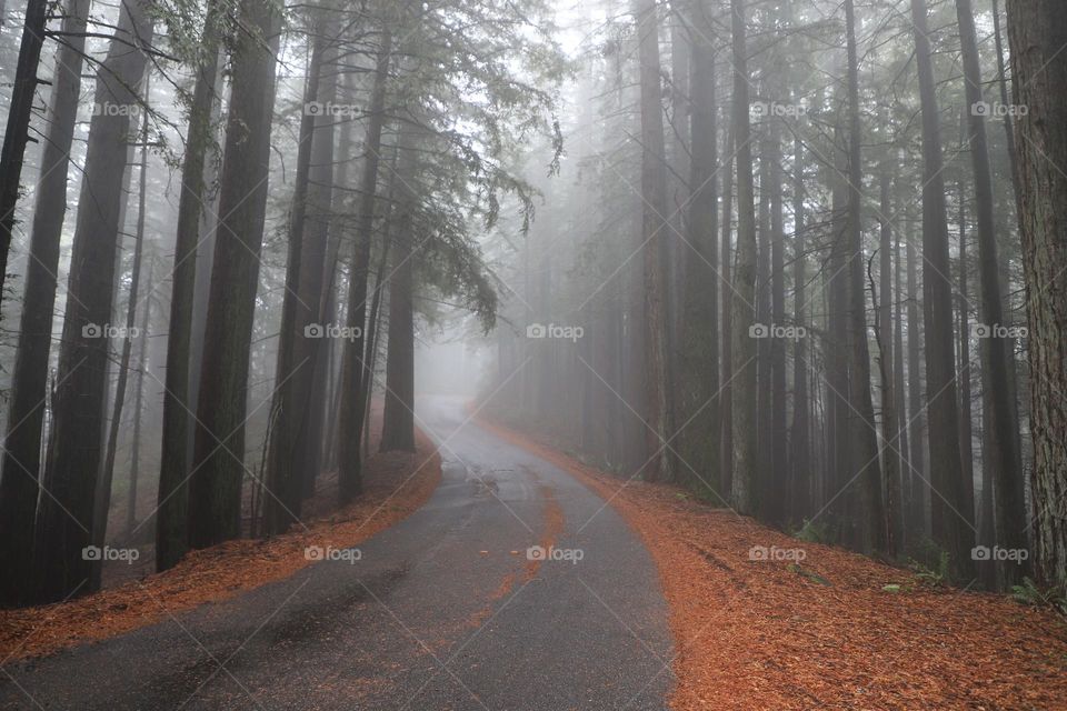 Fog in the woods and yellow leaves on roadside in autumn 